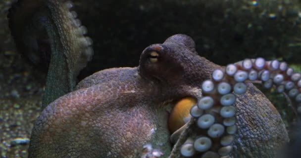 Common Octopus Octopus Vulgaris Adult Showing Tentacles Seawater Aquarium France — 비디오