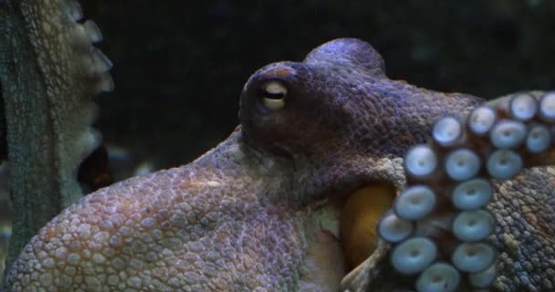 Pulpo Común Pulpo Vulgar Adulto Mostrando Tentáculos Acuario Agua Mar — Vídeos de Stock