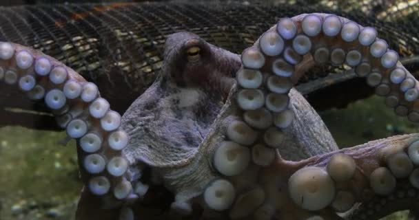 Обыкновенный Осьминог Осьминог Обыкновенный Щупальца Взрослых Аквариум Морской Водой Франции — стоковое видео