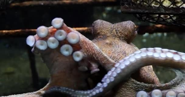 Pulpo Común Pulpo Vulgar Adulto Mostrando Tentáculos Acuario Agua Mar — Vídeo de stock