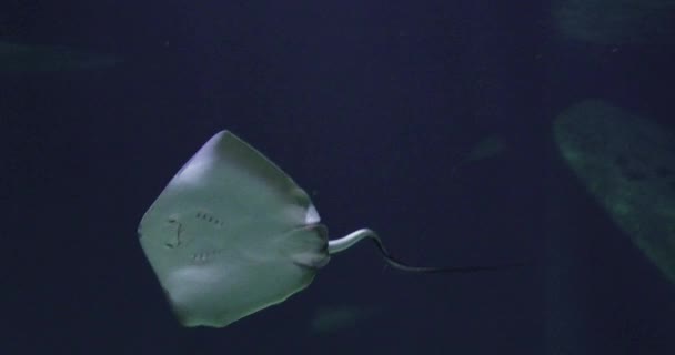 Plavání Rejnoka Mořském Akváriu Francii Reálném Čase — Stock video