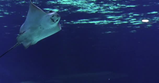 Stachelrochenschwimmen Einem Meerwasseraquarium Frankreich Echtzeit — Stockvideo