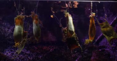 Köpek balığı yumurtaları, köpekbalığı yumurtaları Fransa 'da bir deniz suyu akvaryumunda, Real Time 4K