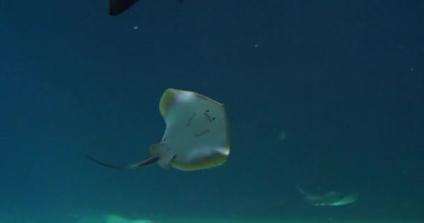 Stachelrochenschwimmen Einem Meerwasseraquarium Frankreich Echtzeit — Stockvideo