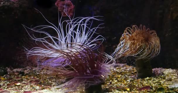 Sea Anemone Seawater Aquarium France Real Time — Stock video