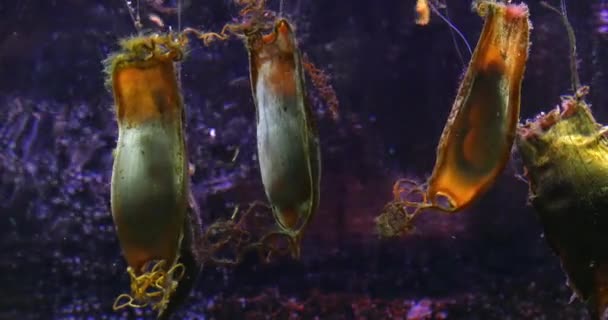 Яйца Собачьей Рыбы Яйца Акулы Морском Аквариуме Франции Реальном Времени — стоковое видео