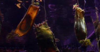 Köpek balığı yumurtaları, köpekbalığı yumurtaları Fransa 'da bir deniz suyu akvaryumunda, Real Time 4K