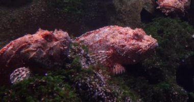 Kızıl Akrep Balığı, Akrep Akvaryumu, Fransa 'da Deniz suyu Akvaryumu, Real Time 4K