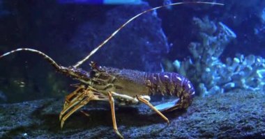 Dikenli ıstakoz, palinurus elephas, Fransa 'da deniz suyu akvaryumu, Real Time 4K
