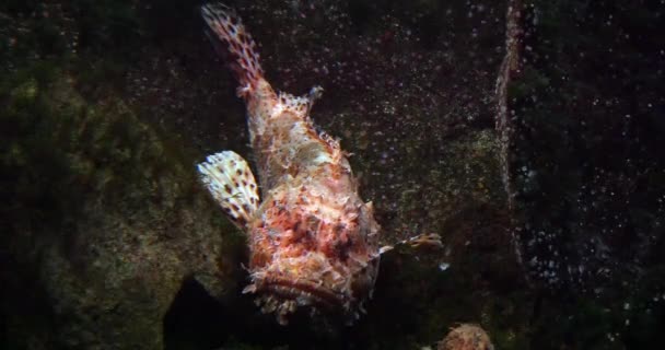 赤さそり魚 さそり座Sp フランスの海水水族館 リアルタイム — ストック動画