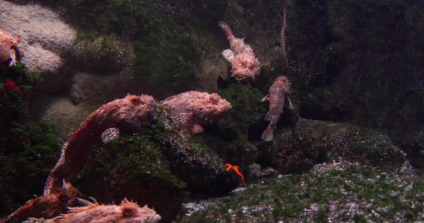 Scorpionfish Rouge Scorpaena Aquarium Eau Mer France Temps Réel — Video