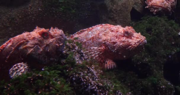 Roter Skorpionfisch Scorpaena Meerwasseraquarium Frankreich Echtzeit — Stockvideo