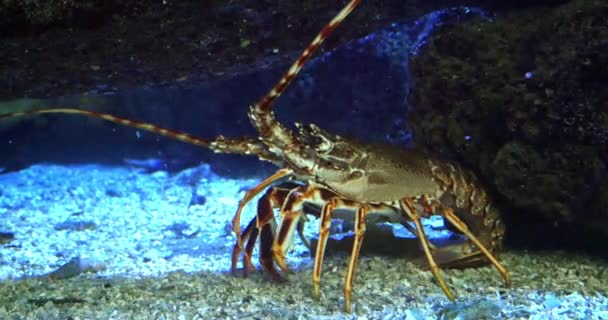 Spiny Lobster Palinurus Elephas Seawater Aquarium France Real Time — Stock video