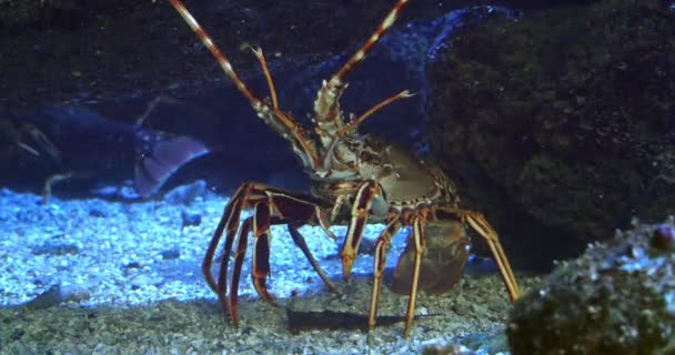 Spiny Lobster Palinurus Elephas Seawater Aquarium France Real Time — 비디오