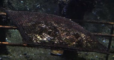İstiridye yetiştiriciliği, su ürünleri için istiridye paketleri, su altı manzarası, Real Time 4K