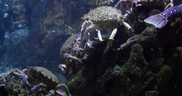 Spider Crab Maja Brachydactyla Seawater Aquarium France Real Time — Vídeo de Stock
