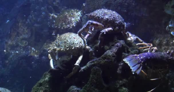 Spider Crab Maja Brachydactyla Seatwater Aquarium France Real Time — Αρχείο Βίντεο