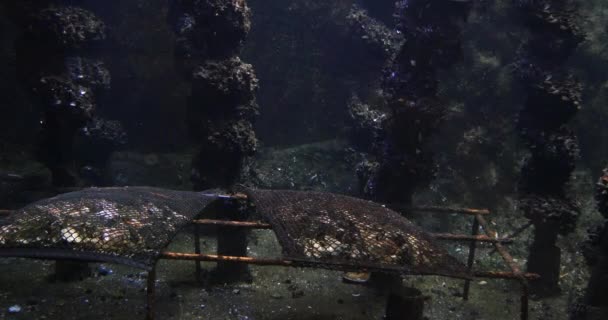 Oesterteelt Oesterzakken Voor Aquacultuur Onderwater Diepte Aanzicht Realtime — Stockvideo