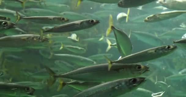 Szkoła Ryb Akwarium Słone Wody Real Time — Wideo stockowe