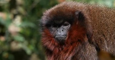 Kırmızı Titi Maymunu, Callicebus Cupreus, Yetişkin Portresi, Gerçek Zaman 4K