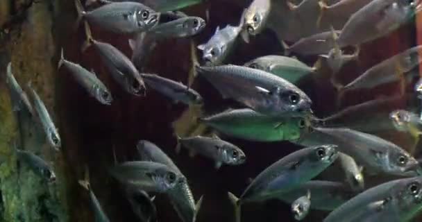 School Fish Salwater Aquarium Real Time — Stock video