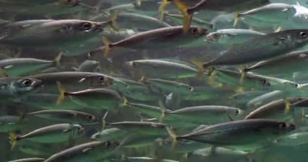 Escola Peixes Aquário Água Salgada Tempo Real — Vídeo de Stock