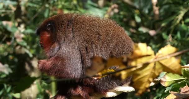 Red Titi Monkey Callicebus Cupreus Взрослый Стоящий Ветке Питающийся Едой — стоковое видео