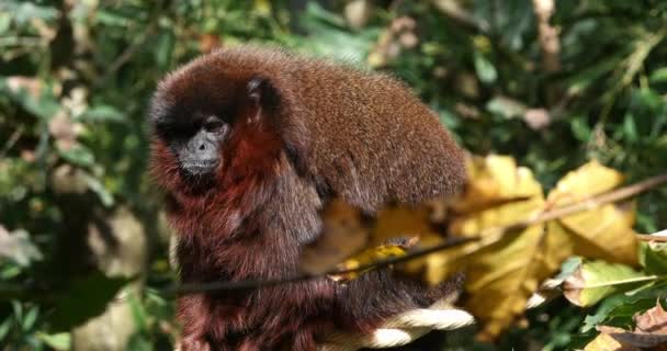Red Titi Monkey Callicebus Cupreus Adulto Filial Comer Alimentos Tempo — Vídeo de Stock
