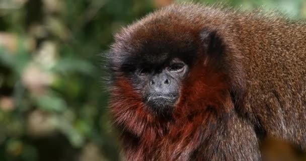 Red Titi Monkey Callicebus Cupreus Portrét Dospělého Real Time — Stock video