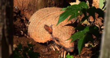 Sarı ya da altı bantlı Armadillo, euphractus sexcinctus, Den Girişinde duran yetişkin, Real Time 4K