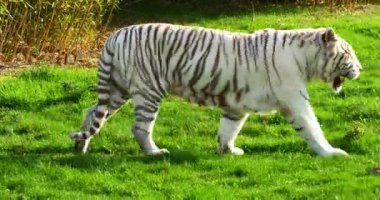 Beyaz Kaplan, Panthera Tigris, Yetişkin Yürüyüşü, Gerçek Zaman 4K