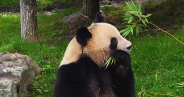 Dev Panda, hasta uropoda melanoleuca, Bambu yaprakları yiyen yetişkin, gerçek zamanlı 4K