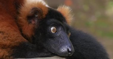 Kırmızı Yakalı Lemur, lemur çeşnili yakut, Erişkin yatar, Real Time 4K