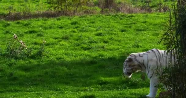 Λευκός Τίγρης Πάνθηρας Τίγρης Ενήλικος Περπατημένος Πραγματικό Χρόνο — Αρχείο Βίντεο