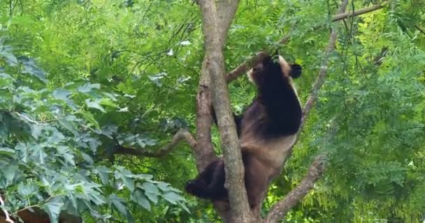 Giant Panda Ailuropoda Melanoleuca Adult Standing Tree Real Time — Stock Video