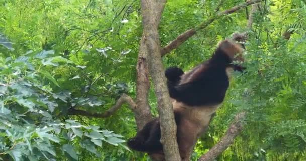 Giant Panda Ailuropoda Melanoleuca Adult Standing Tree Real Time — 비디오