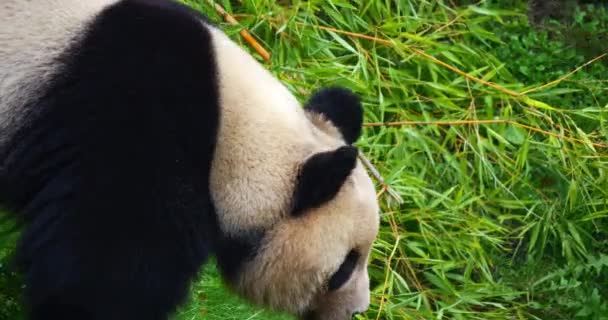 Giant Panda Ailuropoda Melanoleuca Adult Looking Real Time — 비디오