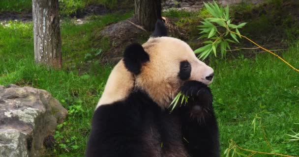 Giant Panda Ailuropoda Melanoleuca Adult Eating Bamboo Leaves Real Time — 비디오