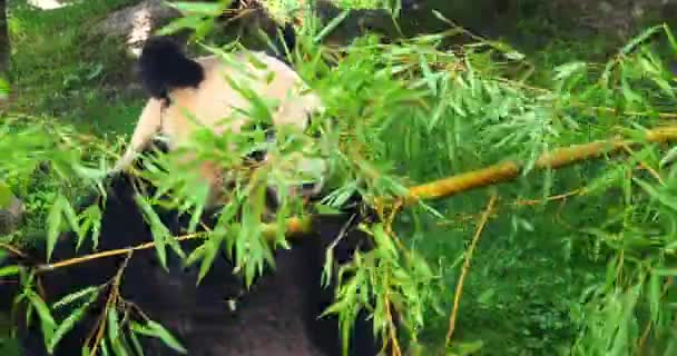 Giant Panda Ailuropoda Melanoleuca Adult Eating Bamboo Leaves Real Time — 비디오