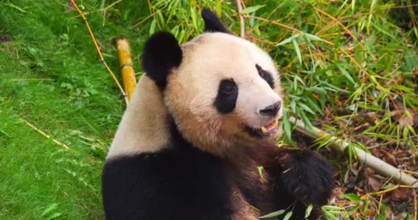 Giant Panda Ailuropoda Melanolua Adult Eating Bamboo Leaves Real Time — Αρχείο Βίντεο