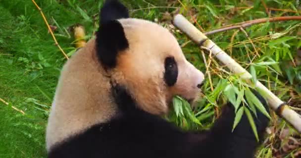 Panda Gigante Ailuropoda Melanoleuca Adulto Comendo Folhas Bambu Tempo Real — Vídeo de Stock