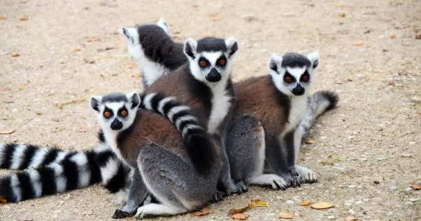 Halka Kuyruklu Lemur Lemur Catta Bir Grup Yetişkin Etrafa Bakınıyor — Stok video