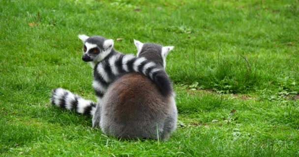 Ring Tail Lemur Lemur Catta Par Descansando Tempo Real — Vídeo de Stock