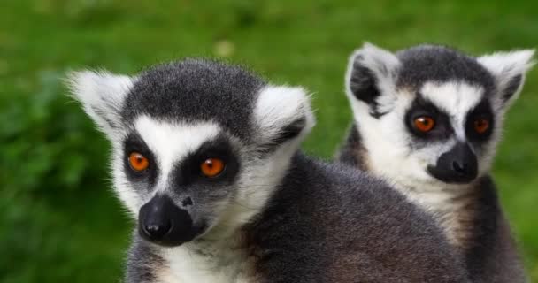 Halka Kuyruklu Lemur Lemur Catta Yetişkinlerin Portresi Gerçek Zaman — Stok video