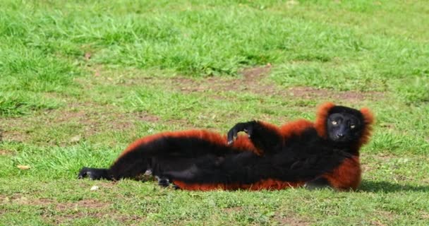 Vermelho Ruffed Lemur Lemur Variegatus Rubra Adulto Que Coloca Dow — Vídeo de Stock