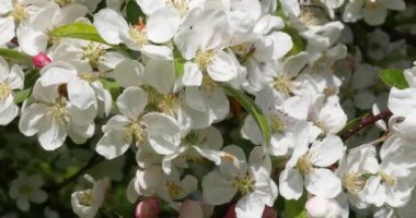 Rüzgâr Elma Ağacı Dallarında, Fransa 'da Normandiya, Real Time 4K