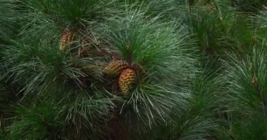 Martime Pine 'ın dalları, çam kozalakları ağaçta koni ve iğneler, Fransa Loire' de La Baule Escoublac, Real Time 4K