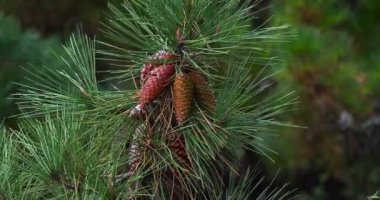 Martime Pine 'ın dalları, çam kozalakları ağaçta koni ve iğneler, Fransa Loire' de La Baule Escoublac, Real Time 4K
