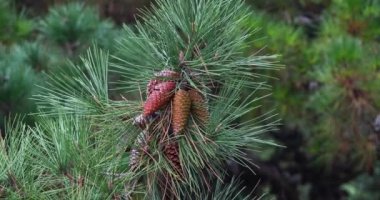 Martime Pine 'ın dalları, çam kozalakları ağaçta koni ve iğneler, Fransa Loire' de La Baule Escoublac, Real Time 4K