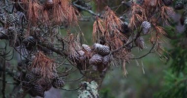Deniz Çamı dalları, çam kozalağı, ağaçta koni ve iğneler, Ölü Ağaç, Fransa Loire 'de La Baule Escoublac, Real Time 4K